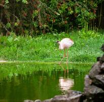 Beautiful pink flamingo photo