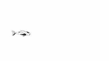 Schwimmen Zier Karpfen fleckig bw Gliederung 2d Charakter Animation. orientalisch Fisch zum Wassergarten einfarbig linear Karikatur 4k Video. Nishikigoi animiert Wasser- Tier isoliert auf Weiß Hintergrund video