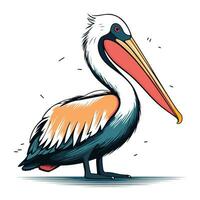 Pelican vector illustration. Isolated pelican on white background.