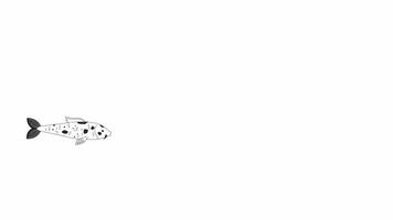 macchiato nishikigoi nuoto bw schema 2d personaggio animazione. orientale pesce per giapponese stagno monocromatico lineare cartone animato 4k video. mare creatura animato acquatico animale isolato su bianca sfondo video
