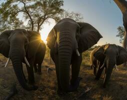 Majestic elephant strikes a pose for an impressive selfie in the wild. Creating using generative AI tools photo