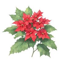 graphic poinsettia with red leaves on white background photo