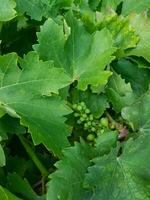 A bunch of grapes growing in his vineyard photo