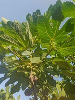 A Branch of a Fig Tree with Unripe Fruits photo