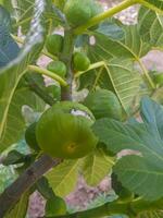Ripe and unripe fig on its branch photo