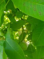 Walnut tree with its leaves and fruits on its branches photo