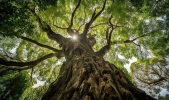 Experiencing nature's grandeur with a towering tree Creating using generative AI tools photo