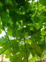 Grapevines Blanketing the Horizon photo