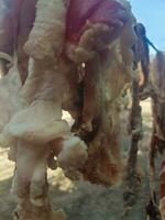 Naturally dry meat hanging on a rope photo