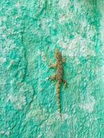 Moorish gecko climbs the wall photo