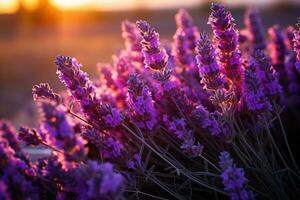 lavanda en el campo naturaleza paisaje ai generado foto