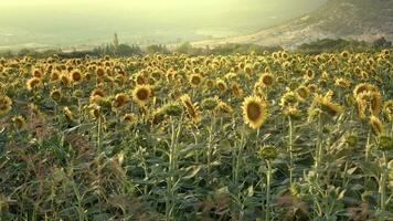 zonnebloemen zwaaiend de zonsondergang wind in de veld- video