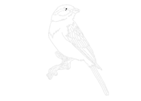 Tier - - Spatz Illustration - - Weiß Linie Kunst png