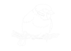 Animal - Sparrow Illustration - White Line Art png