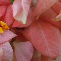 Beautiful pink Mussaenda Pubescens flowers or in Indonesia it is called Nusa Indah blooming in the garden. They are native to the African and Asian tropics and subtropics as ornamental plants. photo