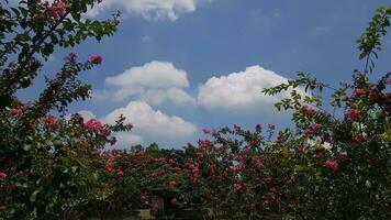 Pink beautiful flowers against the sky in spring and summer. photo