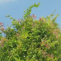 rangoon enredadera. rojo y rosado chino madreselva flores combretum indica, además conocido como el rangoon enredadera el rojo blanco jazmín. foto