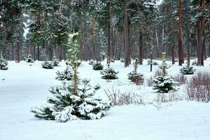 pequeño verde Navidad árbol cubierto con nieve en el invierno bosque foto