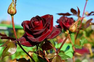 Tenderness and love. Delicate cute red rose with sprouts,green summer garden photo