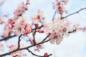 Beautiful young red spring flowers against the tender blue sky. photo