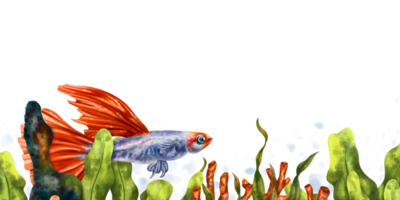 une composition avec rouge corail, algue, Orange guppy poisson. tropical sous-marin monde. numérique isolé illustration png