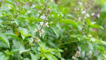 Abstract of beside basil plant trees with flower. Herbal plants for cooking Thai menus. photo