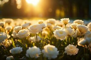 Flower field in sunlight spring or summer garden professional advertising photography AI Generated photo