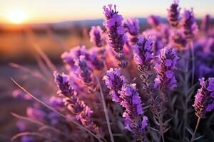 lavanda en el campo naturaleza paisaje ai generado foto