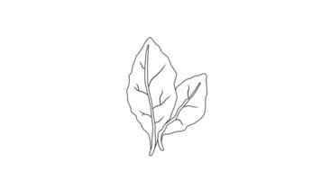 animated sketch of a tobacco leaf icon video