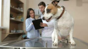 Dog jumps down from the vet table video