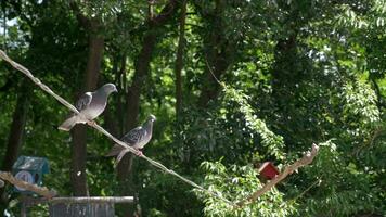 pigeon birds in nature in afternoon video