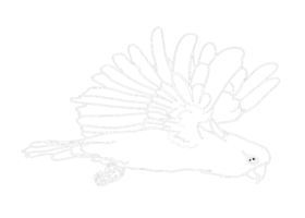 illustration of a Parrot , Cockatoo , Kakatua - white line art png