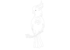 illustration of a Parrot , Cockatoo , Kakatua - white line art png