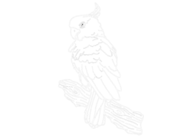 illustration of a Parrot , Cockatoo , Kakatua - white line art png