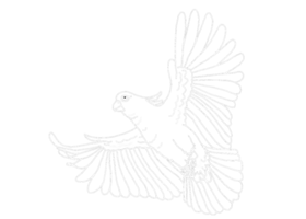 illustration of a Parrot , Cockatoo , Kakatua - white line art png