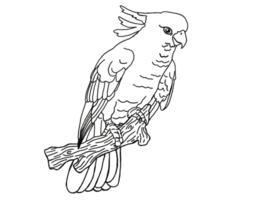 ilustração do uma papagaio , cacatua , kakatua png