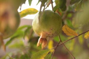 Pomegranate fruit between twigs and leaves, slightly orange green color,blur background. photo
