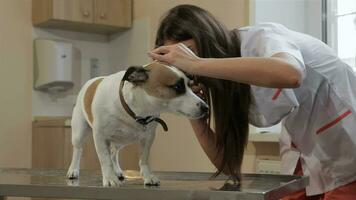 fêmea veterinário usa médico ferramenta para Verifica acima a cachorro orelha video