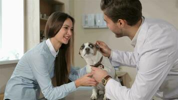 Male veterinarian checks up dog's teeth video