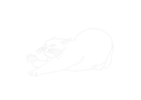 Animal - Adorable Cat, Kitten, Kitty Illustration - white line art png