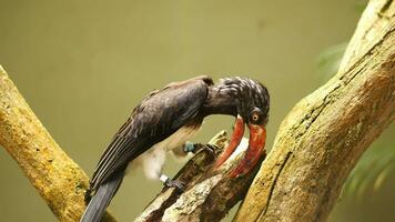 Dark brown hornbill in nature . video