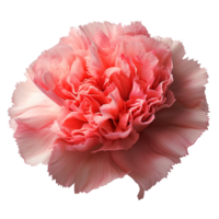 clavel flor png clavel png flor png clavel flores png claveles png clavel flor transparente fondo, ai generado