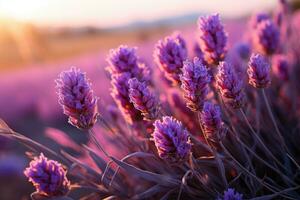 lavanda en el campo naturaleza paisaje ai generado foto