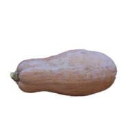 l'automne fruit longue citrouille png