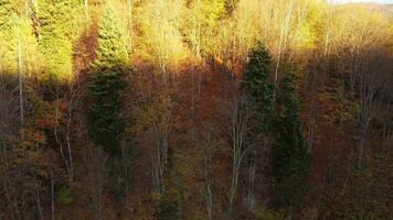 en Drönare flugor ovan en färgrik höst skog med ljus morgon- solljus och berg hus i de bakgrund. antenn se av de skog i de gyllene timme. topp se av höst träd video