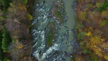 de Drönare rör på sig ner över de höst skog och flod. antenn se av skog och berg flod med färgrik löv på träd, topp se. topp se av höst träd video