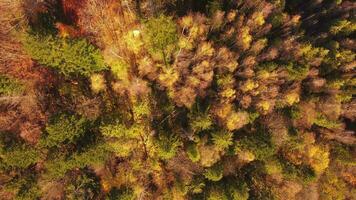 autunno foresta aereo sparo. alberi con colorato autunno le foglie Visualizza a partire dal un' drone. montagne con autunno alberi. aereo metraggio di albero cime nel in profondità deciduo foresta. video