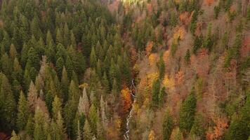 Autumn forest aerial shot. Trees with colorful autumn leaves and mountain peaks in the fog in the distance with a glimpse of the sun's rays, drone view. Mountains with autumn trees.Aerial photography video