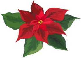 Christmas poinsettias flower. png