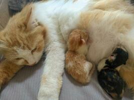 Cat breastfeeding her little kitten photo